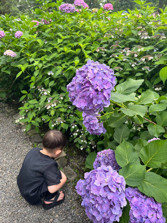 六月　紫陽花はときめき